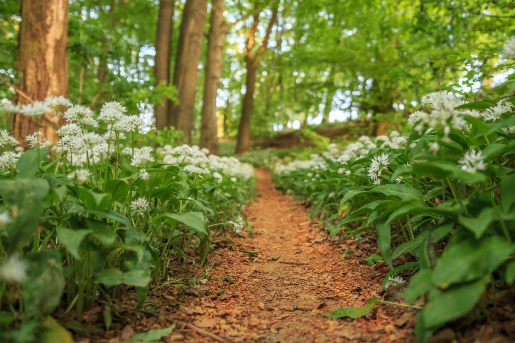 Weiße Blüten im Wald
